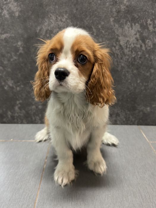 Cavalier King Charles