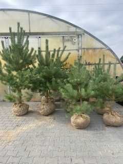 Sosna pospolita 100 - 250 cm