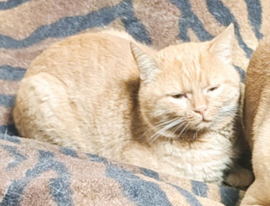 Потерялся кот рыжий