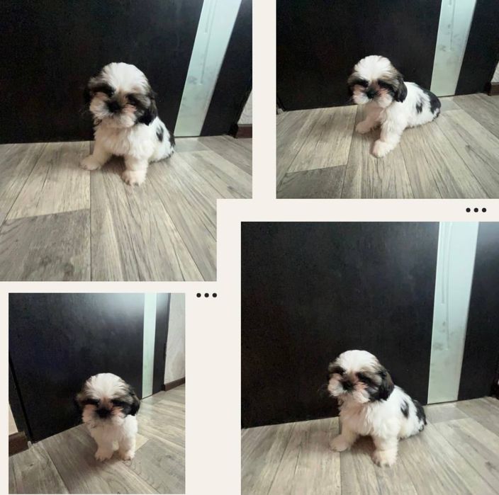 Продам цуценят ши-тцу (3 малюки) — готові до переїзду