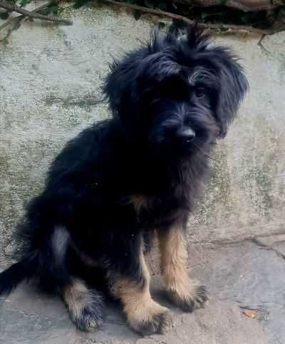 XISTO - Cão da Serra de Aires