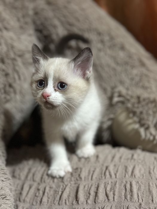 Віддам кошенят, в хороші руки!