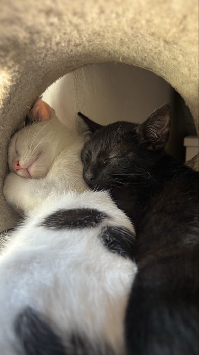 gatinhos bebes de 4 meses