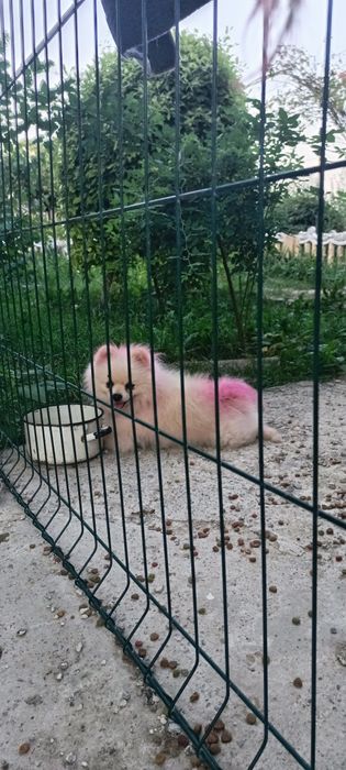в'язка ШПІЦ ,,Кавалер на славу,,,