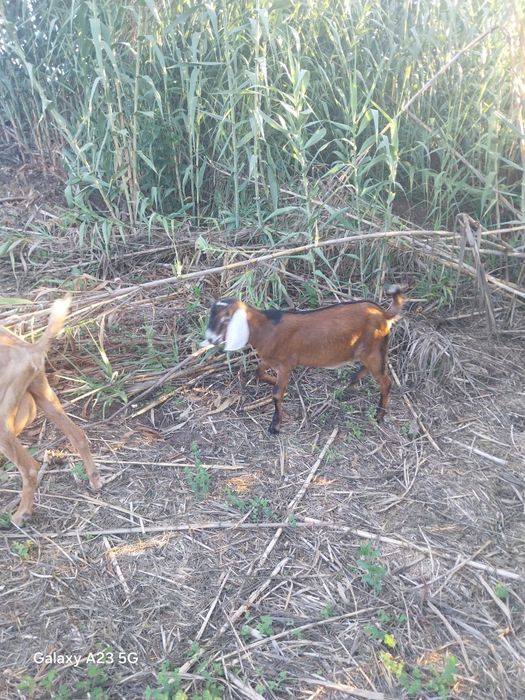 Vendo cabrito anglonubiano