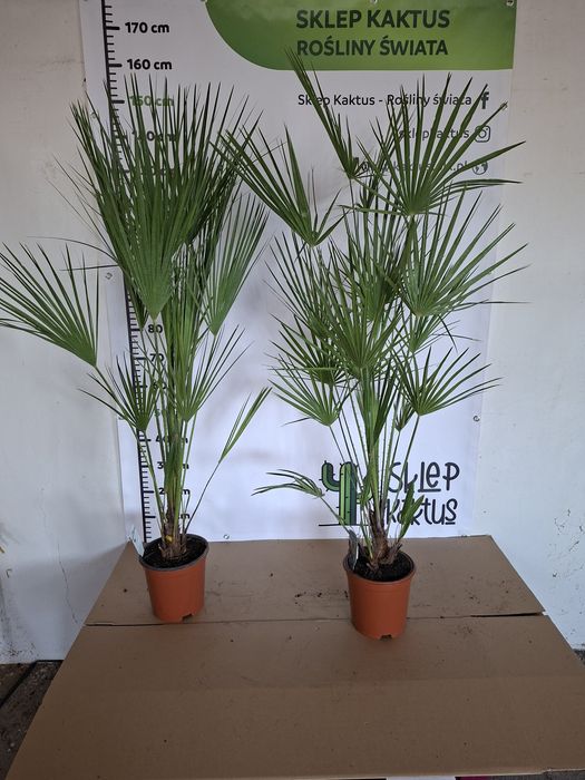 NAJTANIEJ Palma Chamaerops humilis, Karłatka niska 140-160  cm WYSYŁKA