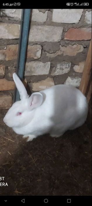 Продам самки Термонська біла