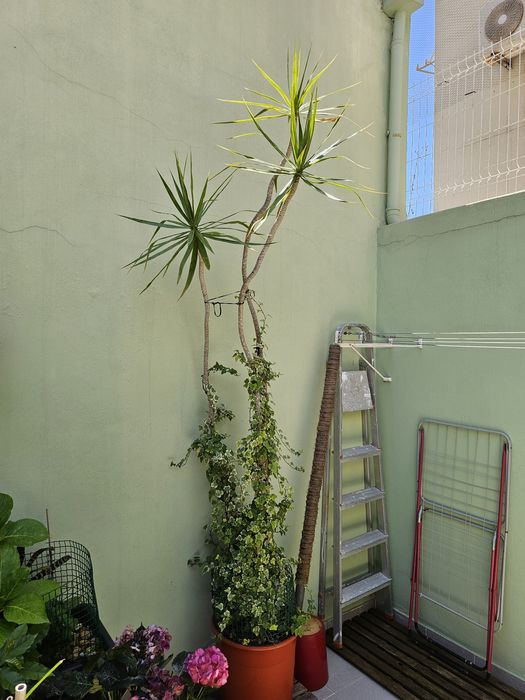 Dracaena marginata (planta natural)