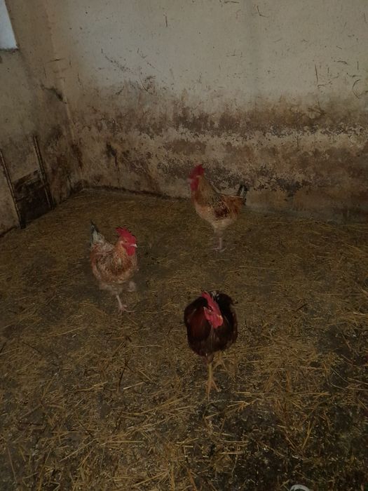 Sprzedam koguty 5 miesięcy