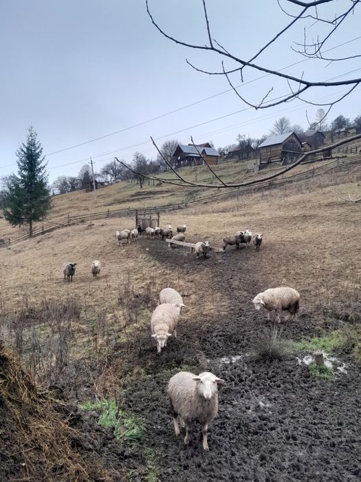 Продам квітні романівські вівці з паровані мереносо.