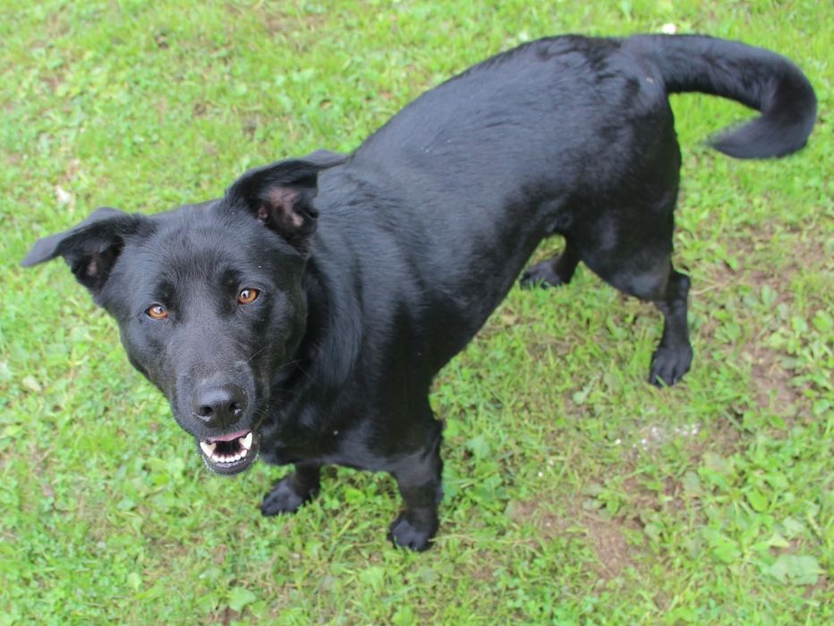Duża, młoda i łagodna suczka mix labrador do adopcji