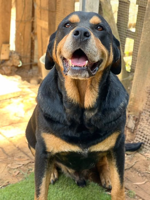 Rottie Chouriço, para adoção