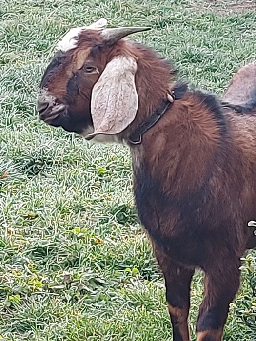 Парування кіз. 100% англо-нубійцем