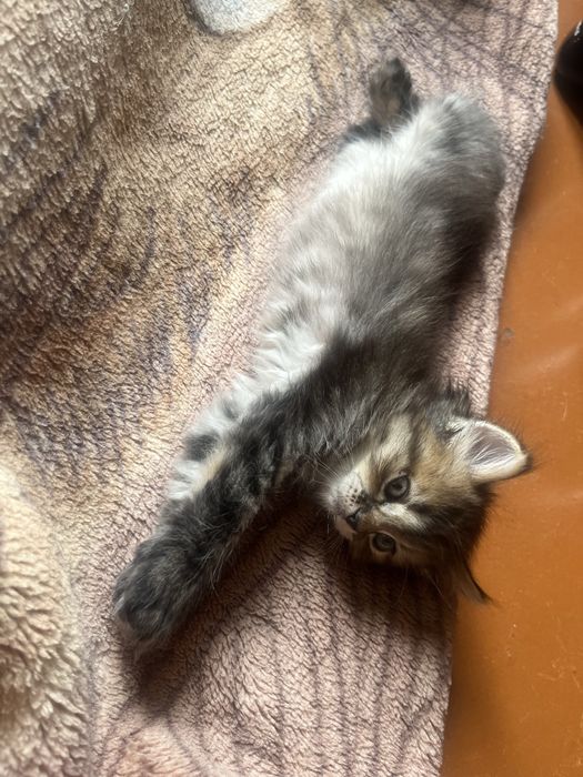 отдам котят в хорошие руки