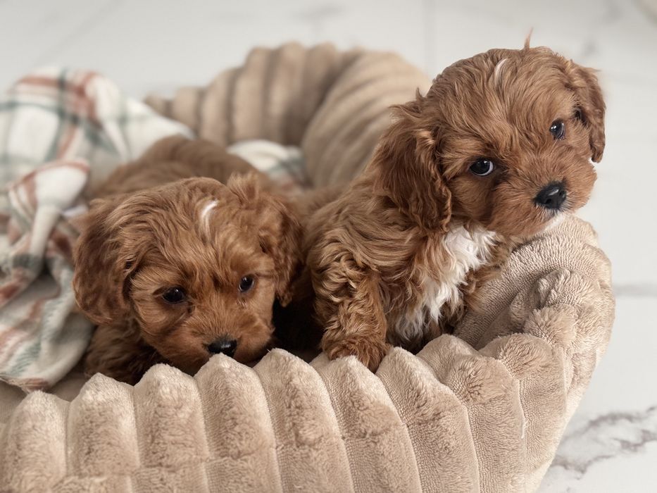 Cavapoo - piesek ;)