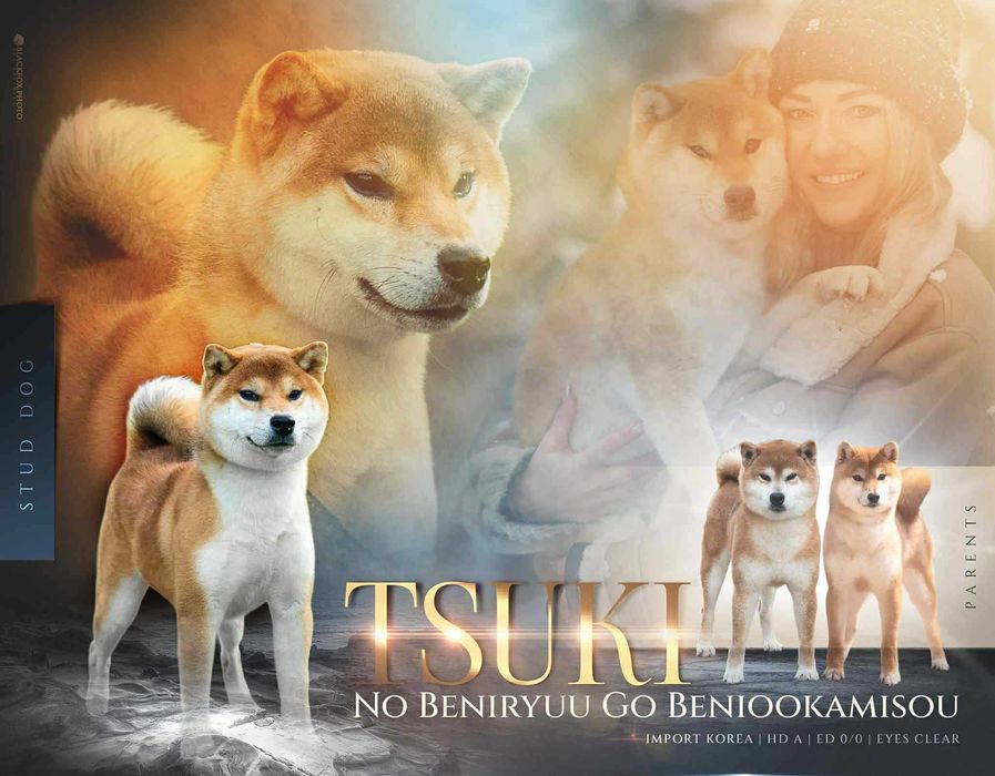 Czerwone suczki Shiba Inu FCI !