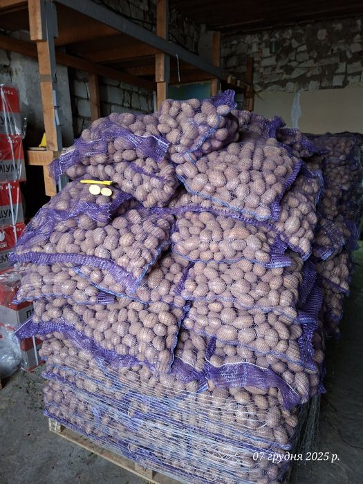 Арізона насіннєва картопля