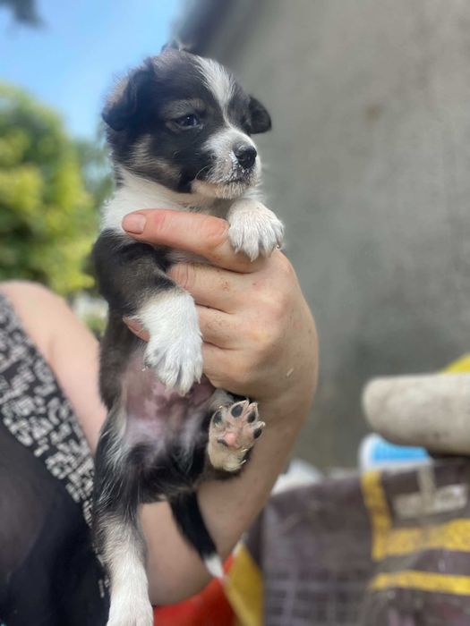 Новенькие детки-щенки.