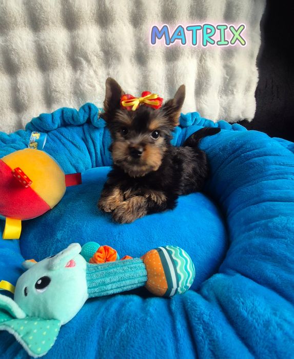 Yorkshire terrier Piesek JUŻ DO ODBIORU