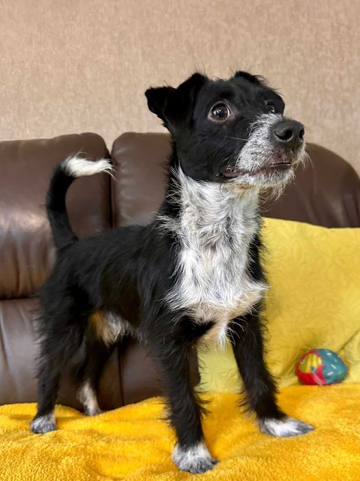 Bystrzak do adopcji - Dexter!