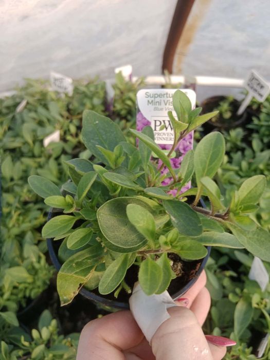 Supertunia Vista bubblegum 12 szt z przesyłką olx