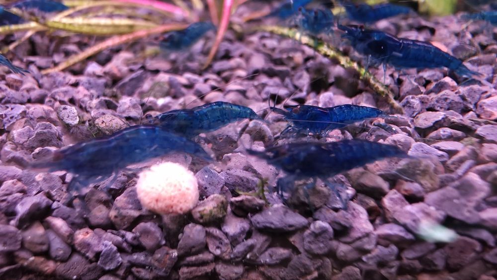 Krewetki Blue Velvet
