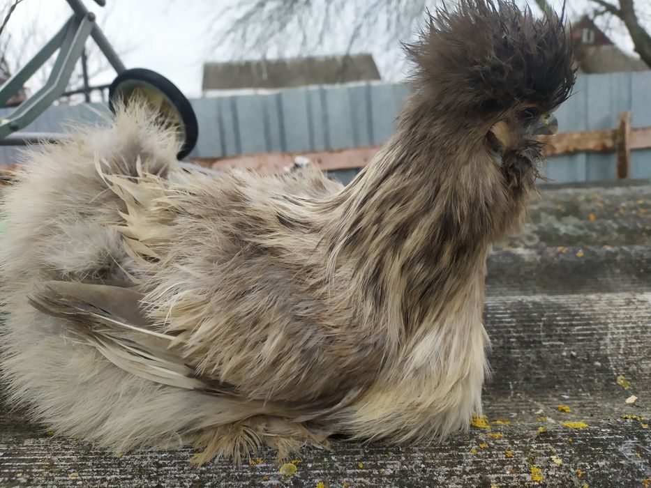 Кури Кітайська пухова