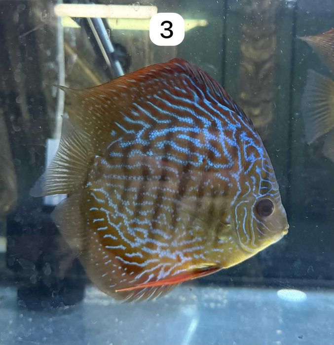 Discus adultos (varias strains)