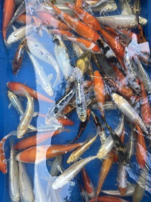 Oryginalne karpie Koi