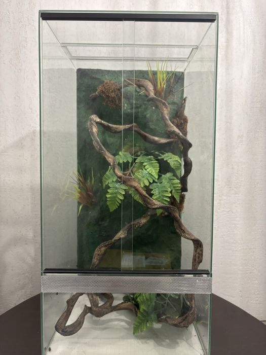 Terrarium dla gekona orzęsionego – kompletna aranżacja