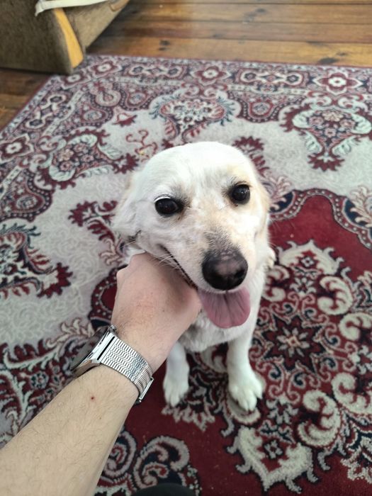 Sunia szuka nowego domu za darmo