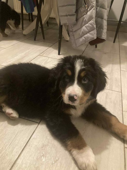 Bernenski Pies Pasterski