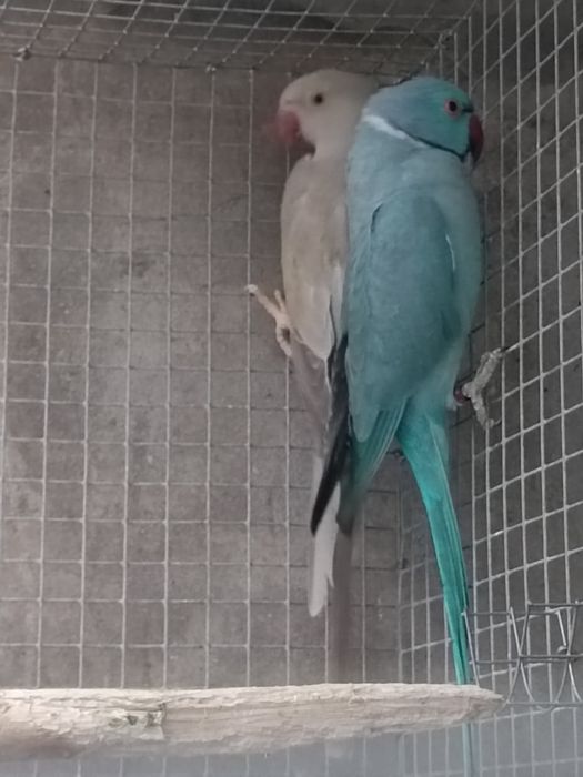 Casal  ringneck reprodutor
