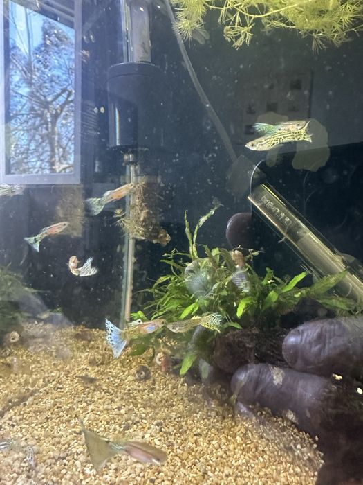 Guppy endler cobra Machos varias cores