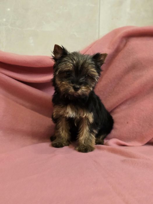 Suczka Yorkshire terrier