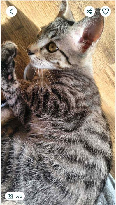 Котик підліток в хороші руки