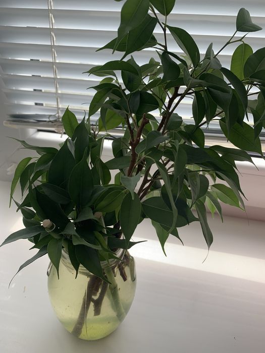 Паростки фікуса Бенджаміна