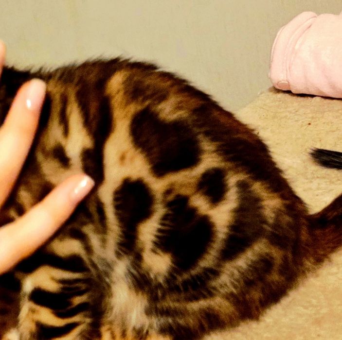 Котенок бенгал мальчик, Бенгальский чистокровный, готовый к перезду