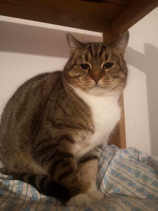 Moli szuka domu