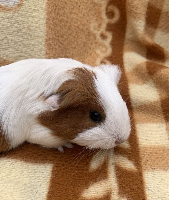 Морські свинки «Шелті»