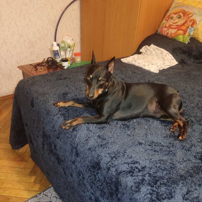 Цверг Пинчер.Вязка.