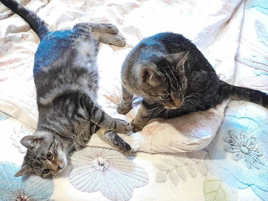 Dwa kotki bardzo miłe do adopcji w dwupaku.