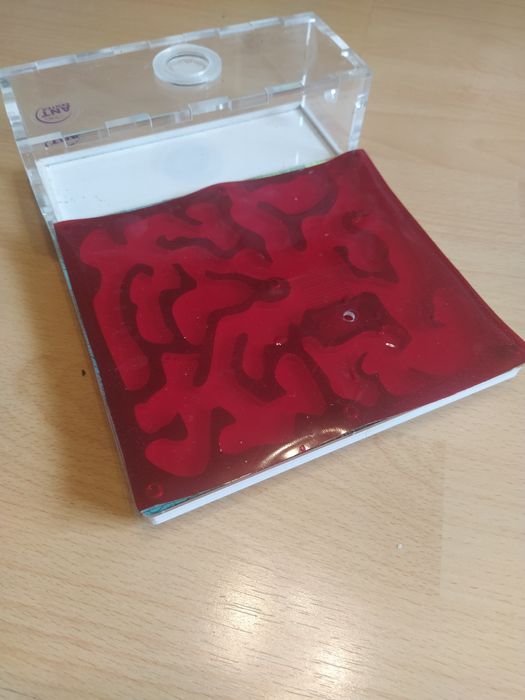 Formikarium dla mrówek