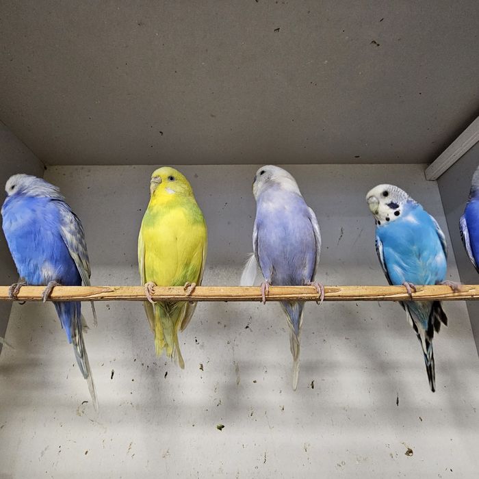 Papuga falista młoda