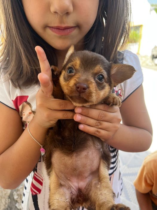 Dou 1 cãozinho femea