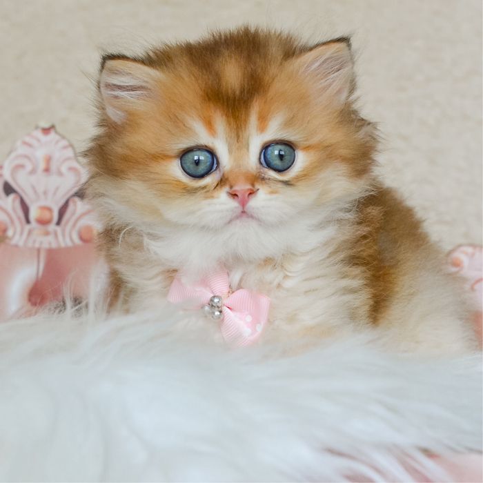 Британський котик в модній шубці