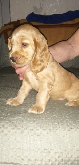 Szczeniak Cocker Spaniel