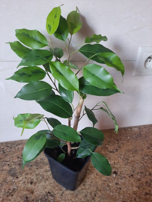 Roślina doniczkowa Benjaminek