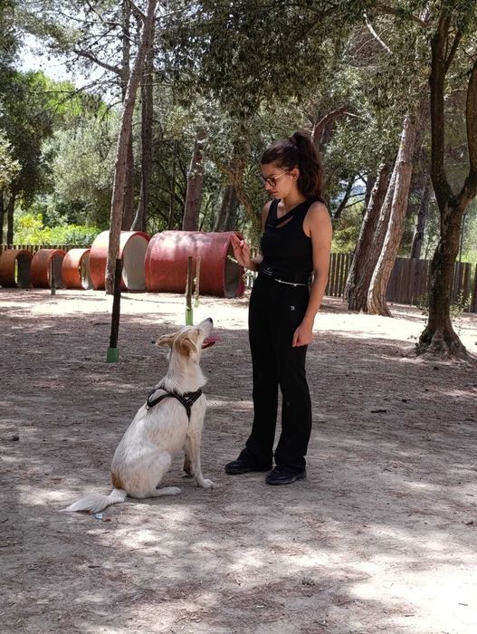 PET SITTER/WALKER em Lisboa: Cuidado Gentil e Focado no Bem-Estar