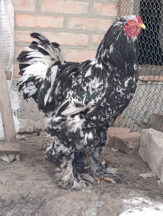 Інкубаційні яйця курей брама мрамор